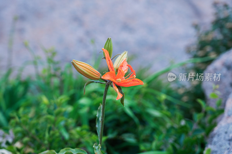 巨峰山顶的花朵