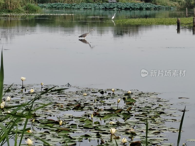 池塘水面上有睡莲和飞鸟的自然景象