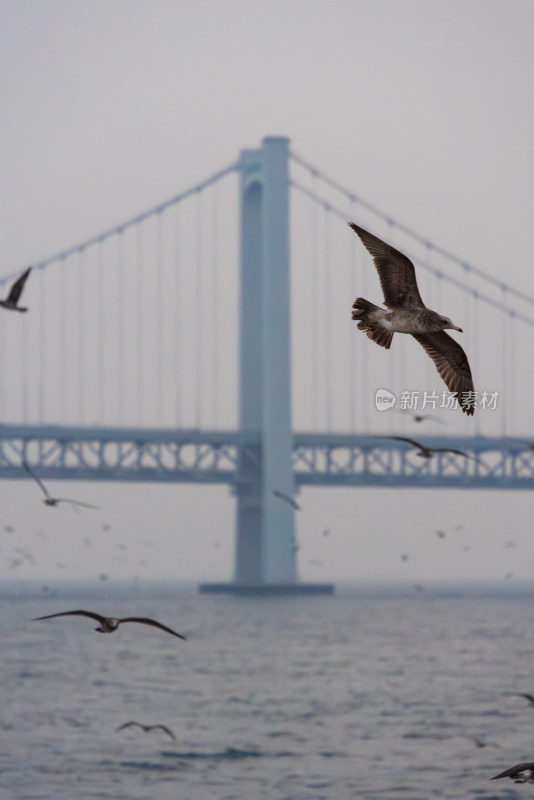 海边海鸥跨海大桥