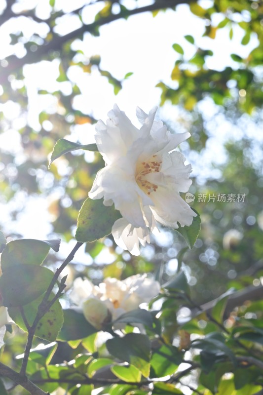 阳光下绽放的白色花朵