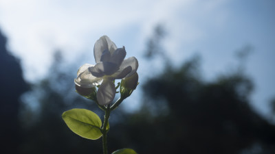 茉莉花开