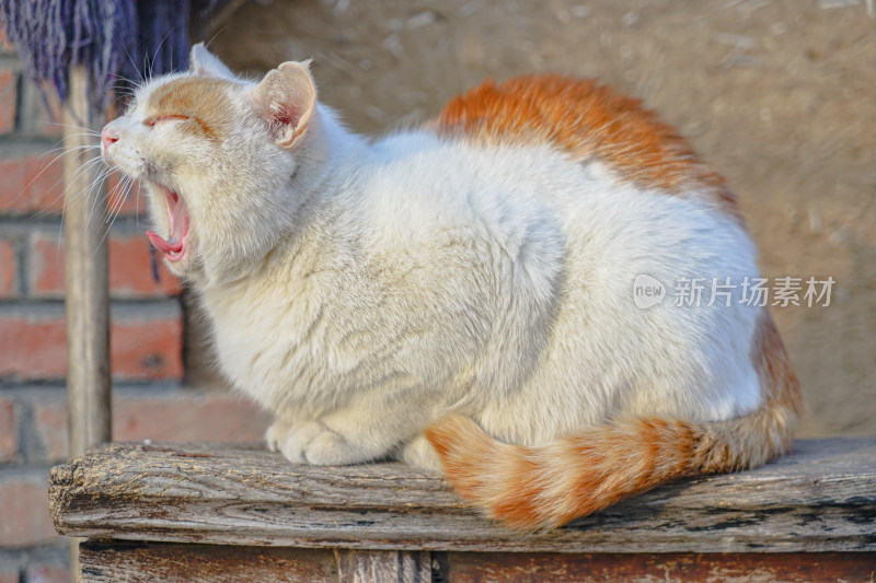 猫在乡村木椅上打哈气