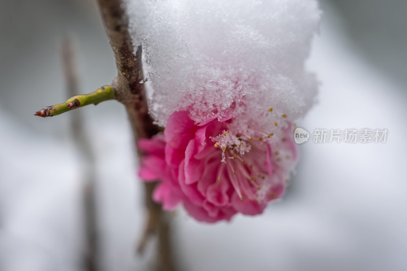 春天公园里雪中盛开的梅花