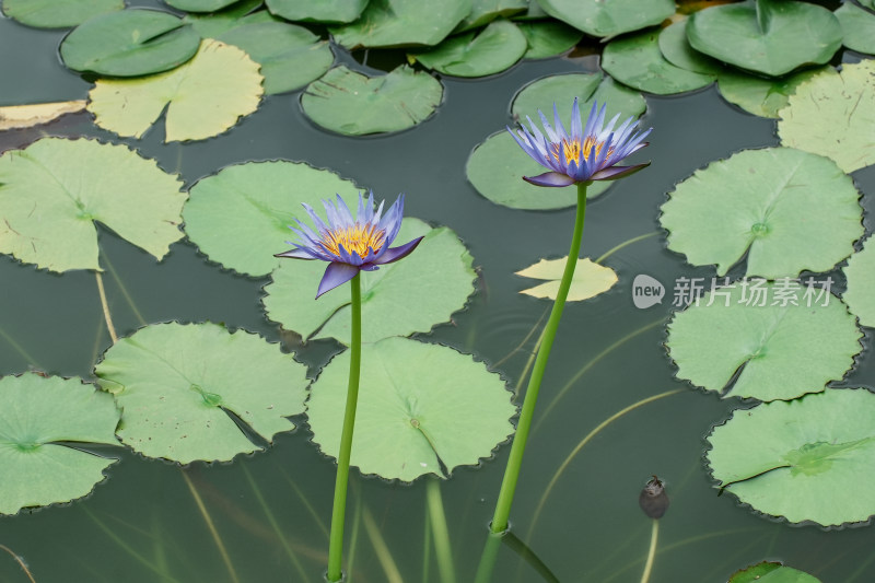 北京国家植物园睡莲