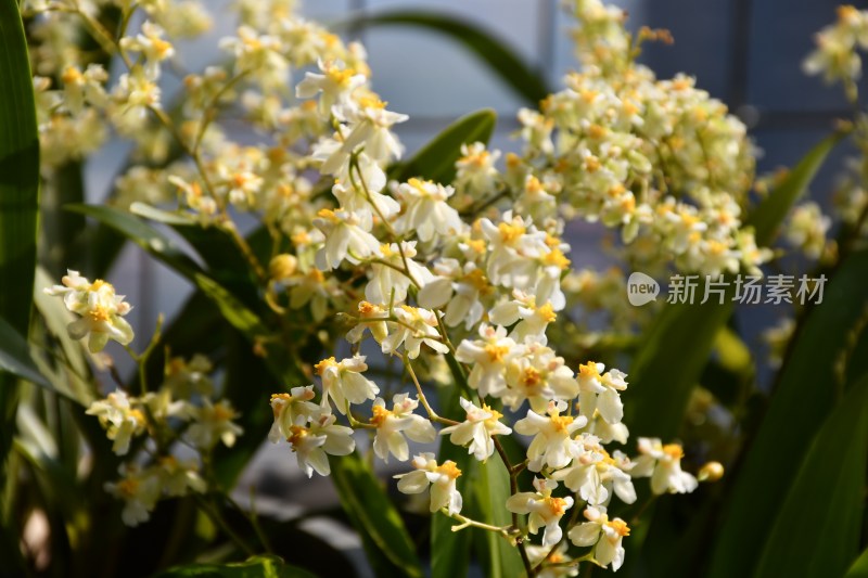 广东东莞：阳台上种植的文心兰开花了