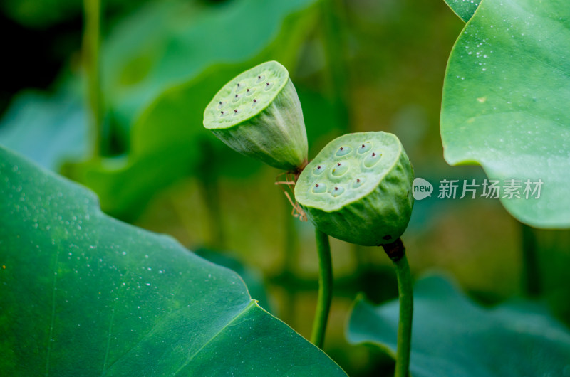 唯美荷花荷叶莲花荷塘