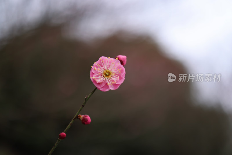 红色梅花特写