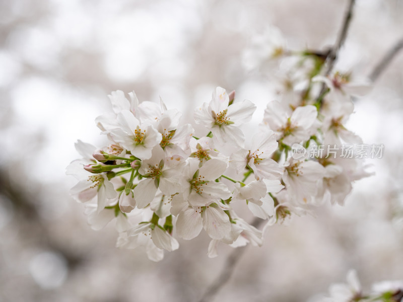 武汉东湖樱花园的樱花盛开