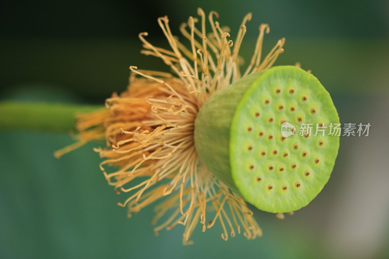 初夏的莲蓬头