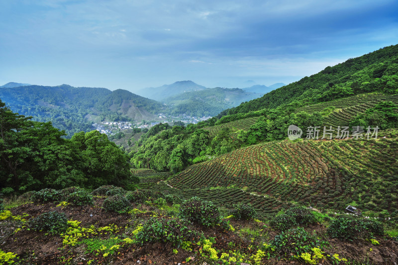 杭州龙井村茶园