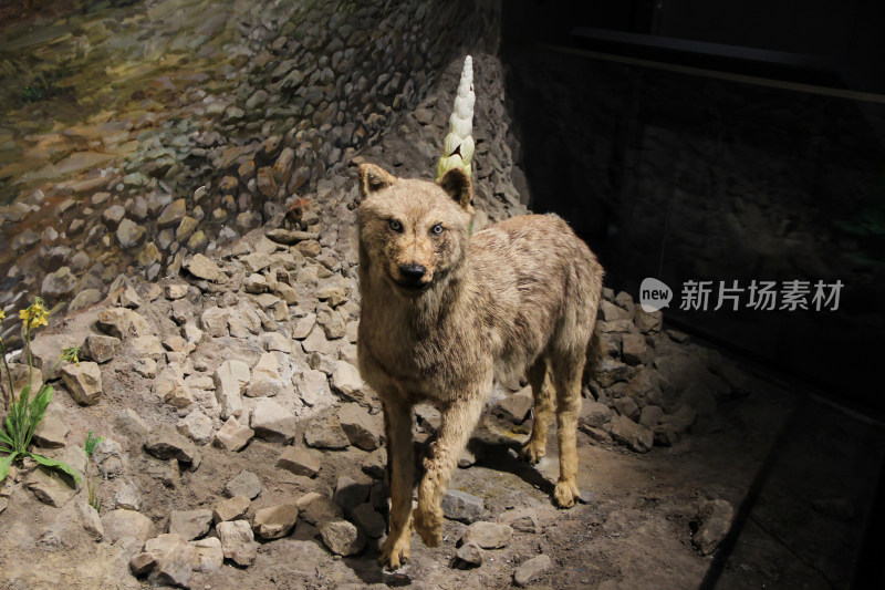 狼标本在铺满石子的地面上展示