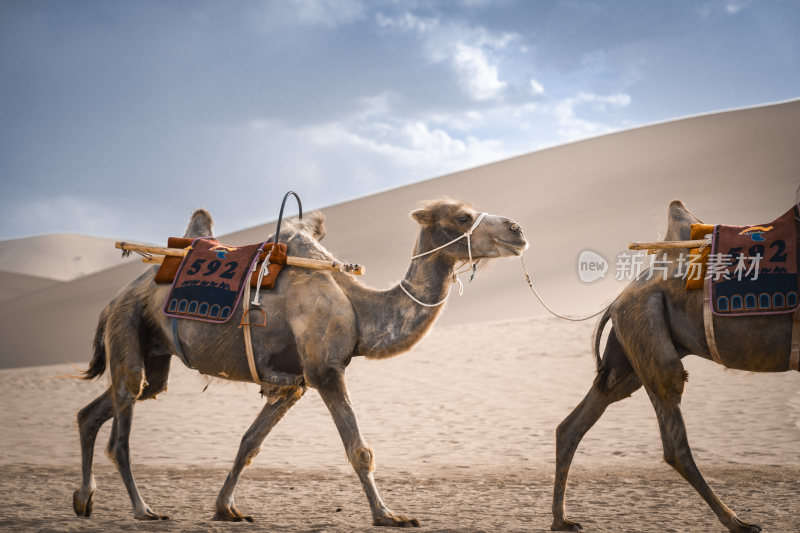 敦煌沙漠骆驼