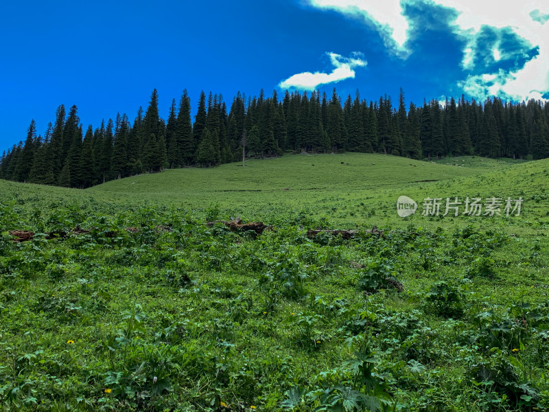 中国新疆伊犁那拉提草原夏季旅游风光