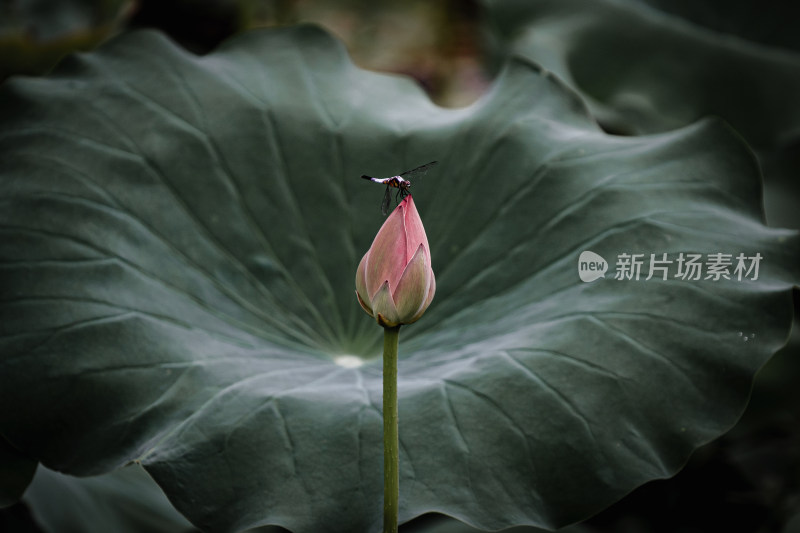 雨后荷花