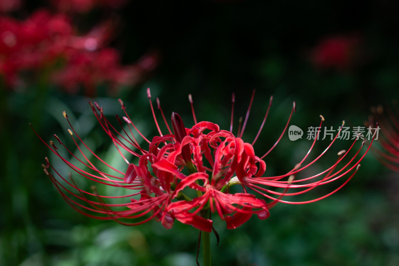 鲜艳夺目彼岸花特写