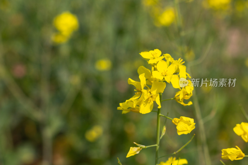 美丽的黄色油菜花田近景特写