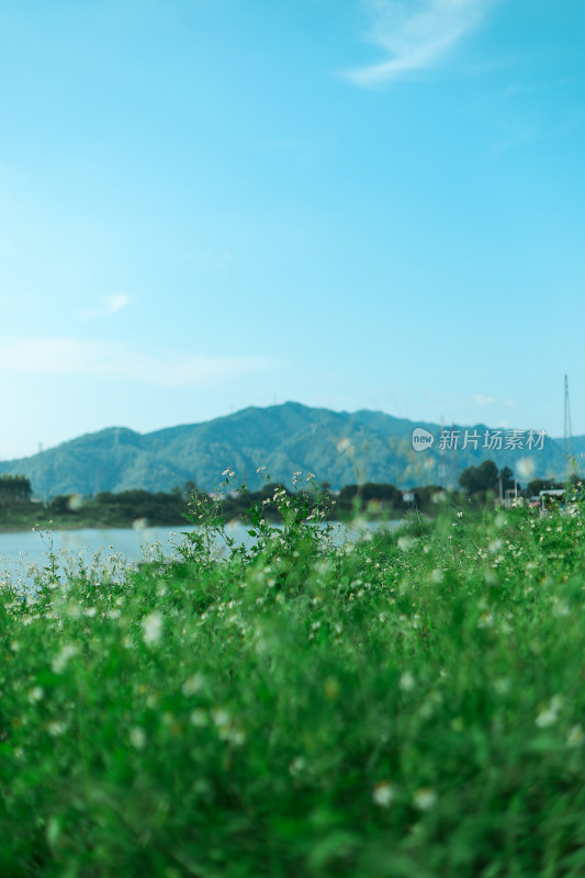 植物小雏菊、远山