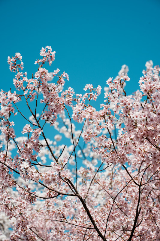 北京玉渊潭公园樱花节樱花树樱花