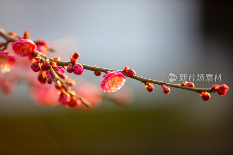 春天宁波街头的梅花开了