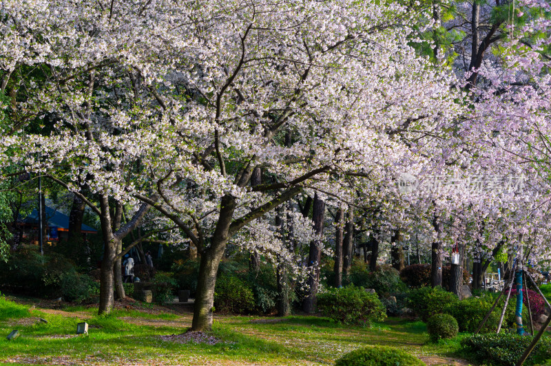 武汉东湖磨山樱花园樱花盛开