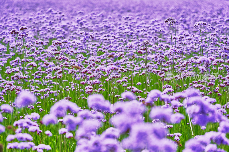 江西景德镇高岭村花海