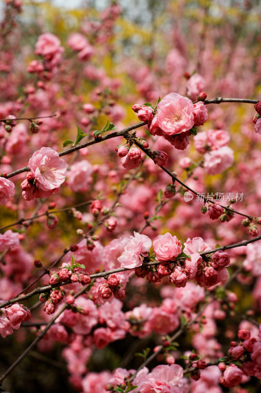 北京四得公园桃花树桃花