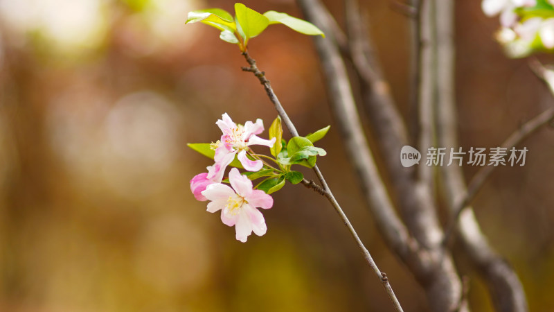 短暂花期最美瞬间