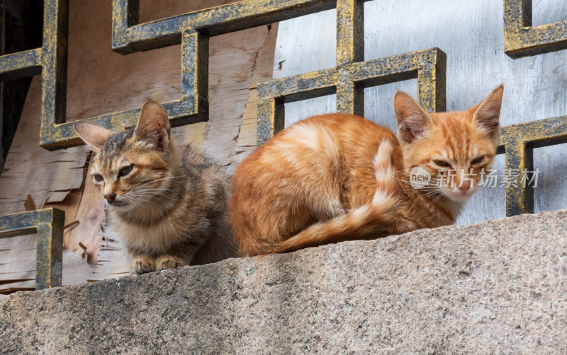 两只猫咪趴坐于石台上