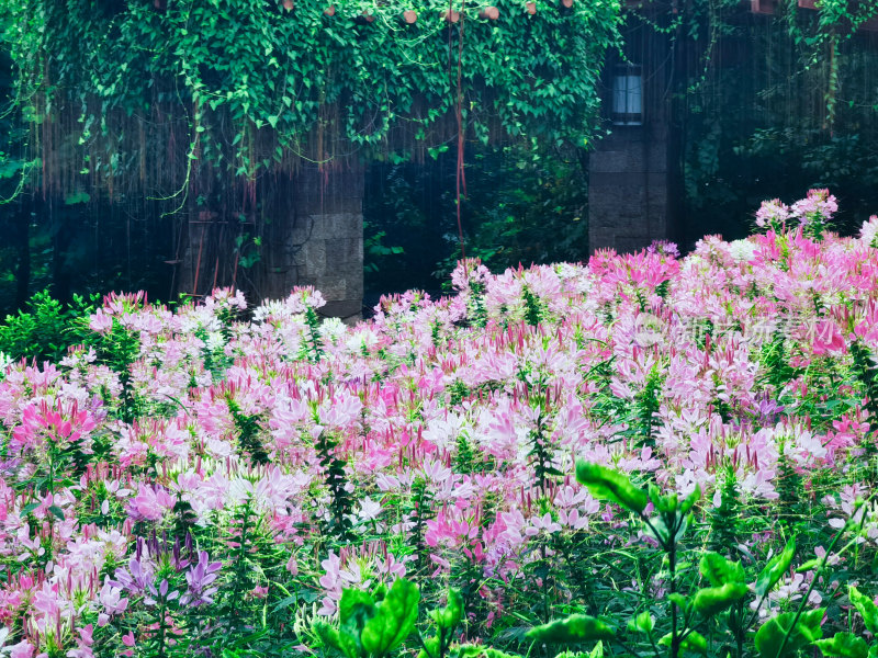 佛山千灯湖公园醉蝶花盛开