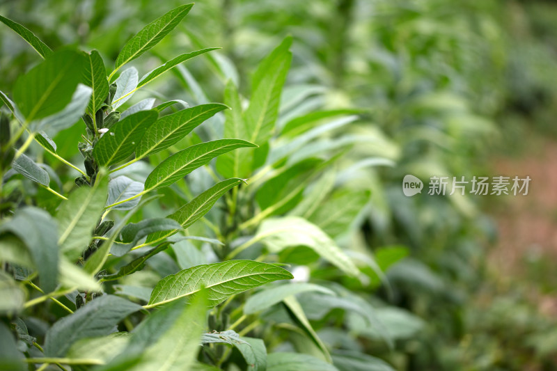 大面积种植的芝麻