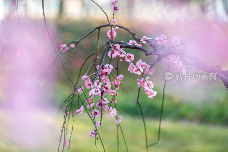 春天梅花龙梅树开花了