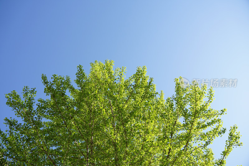 蓝天白云绿树天空