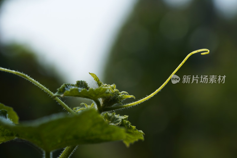 特写秋日植物枝叶