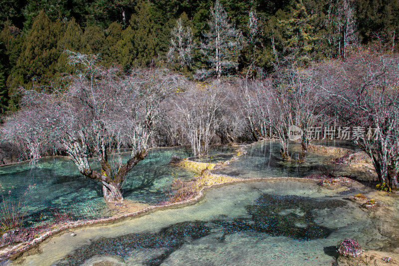 四川阿坝黄龙景区钙华彩池和冬日枯树