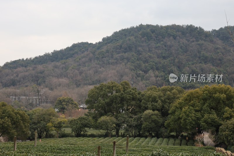 山林茶园自然景观