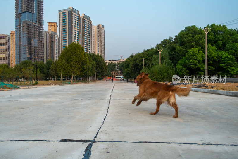 城市道路上奔跑的狗的近景