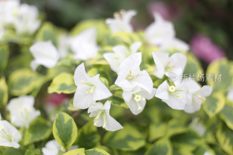 四川成都花舞人间景区的叶子花