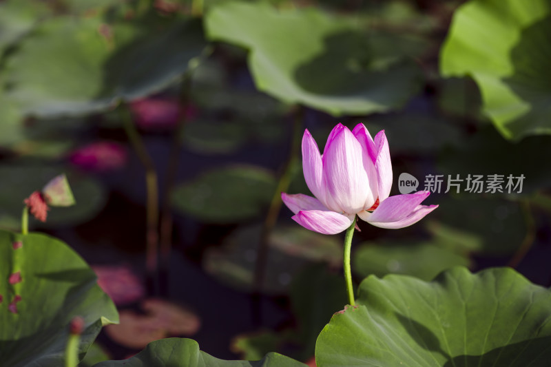 夏季公园荷塘荷叶丛中荷花特写