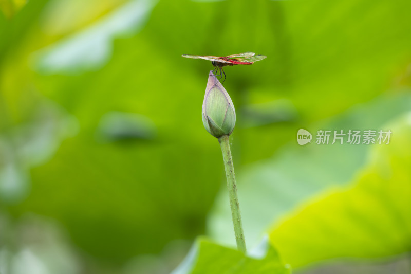 一只蜻蜓在荷花上栖息