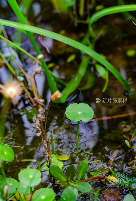 生长在水中具有清火降热功效的中草药积雪草