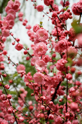 北京四得公园桃花树桃花