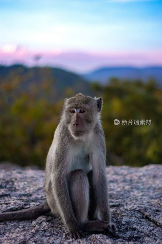 野生动物猴子