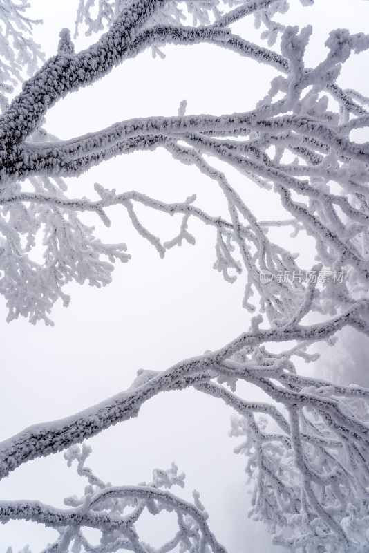 冬季大雪树木雾凇雪挂