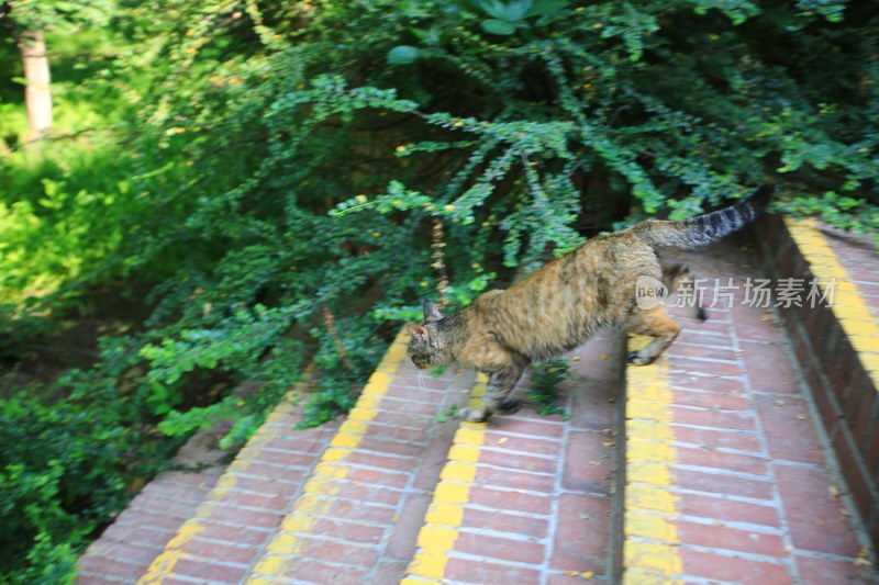 花猫行走在户外红砖台阶