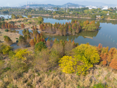 福州多彩树林沿水域分布的自然风景航拍