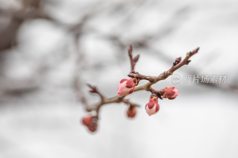 含苞待放的腊梅花