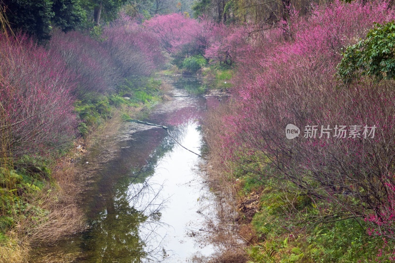 春天成都浣花溪公园