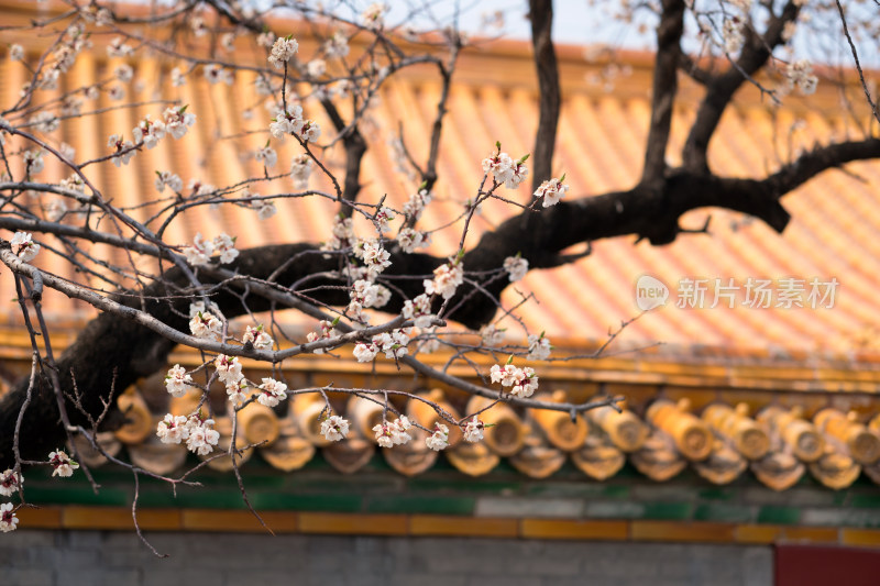 北京紫禁城里的桃花