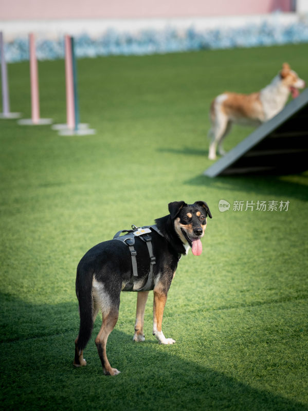 戈登塞特犬