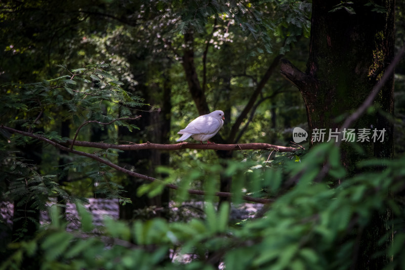 夏日林间栖息的白鸽